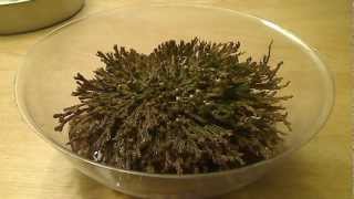 Selaginella lepidophylla quotDinosaur Plantquot TimeLapse 104 [upl. by Socher]