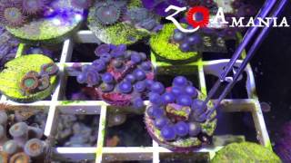 ZoAMania  how to clean zoas from bacterial films 1 [upl. by Saixela]