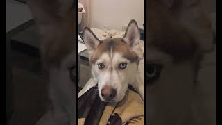 What’s better than a husky who responds to you huskies cutedogs pets funnydogs cuteanimals [upl. by Weissberg]