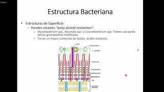 Bacteriología y Virología  Estructura Bacteriana factores de virologíaetc [upl. by Yerag]