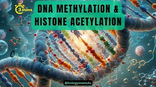 Epigenetic Regulation of Gene Expression Difference between Methylation and Acetylation of DNA [upl. by Che809]