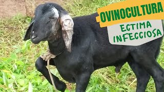 Ovelhas com Ectima Infecciosa ou ContagiosaSAF no SemiáridoSAF Esperança [upl. by Suiddaht440]