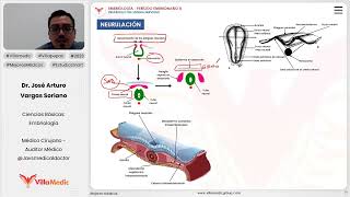 Desarrollo del sistema nervioso  Neurulación [upl. by Akanke]