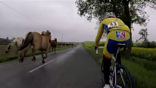 Des chevaux en pleine course cycliste [upl. by Adnorahs]