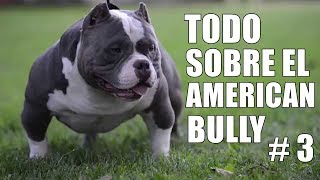 American bully  Educación  Tipos de bully  Salud  Cuidados  Comportamiento  Historia y Origen [upl. by Atiekahs]