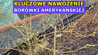 Kluczowe Nawożenie Borówki amerykańskiej Wiosną  Jak i kiedy nawozić Borówkę aby obficie owocowała [upl. by Goeger]