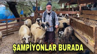 HACI ABİNİN SAKIZ KOYUN AŞKI  YOK BÖYLE BİR KOYUN SÜT HARİKASI ŞAMPİYONLAR [upl. by Koenig]