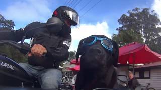 Cool dog in ural sidecar [upl. by Paxton]