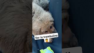 câinii și trambulina viral dog mastiff tibetan love [upl. by Essirahs963]