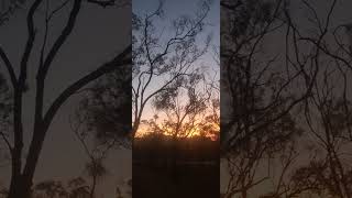 Sunset bird sounds tropical Cape York [upl. by Cohe]