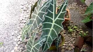 Horse faced plant  Alocasia Polly  African Mask Plant  Alocasia metallica  Alocasia amazonica [upl. by Brigida541]