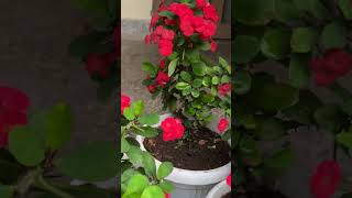 Euphorbia ♥️♥️youtubeshorts flowers reels naturephotography garden houseplants shorts [upl. by Guendolen]