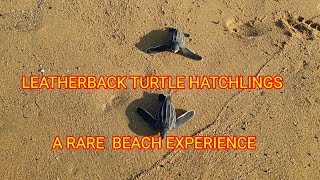 LEATHERBACK TURTLE HATCHLINGS RACE EACH OTHER [upl. by Mil]