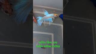 Halfmoon Betta [upl. by Gnuhc537]