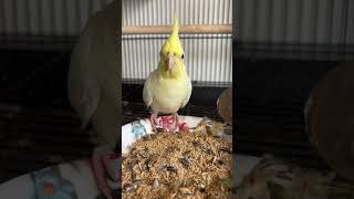 cockatielsinging parrot cockatiel birds pets cockatielsound cockatielbird ytshorts shorts [upl. by Hsitirb]