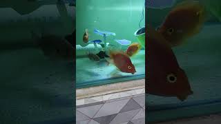 Parrot fish mating time new reels tranding fishtank aquarius aquarium fish fishing [upl. by Austreng]