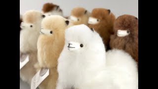 ❤ Meet the Fluffiest Alpaca Family in the World ❤ [upl. by Vyse767]