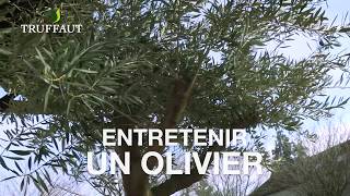 Entretenir un olivier au jardin ou en pot  arrosage taille  Truffaut [upl. by Haek]