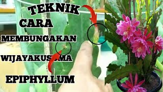 TEKNIK CARA MEMBUNGAKAN WIJAYAKUSUMA EPIPHLLUM HYBRID part II [upl. by Dnob]