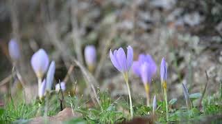 Colchicum autumnale [upl. by Loginov]