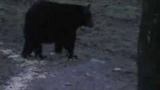 Bigfootbubba Subscriber Appreciation Video Black bears in Appalachia [upl. by Nutsud]