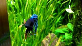 My Betta Splendens in Nano Cube 30 [upl. by Aseiram]