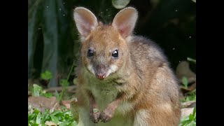 A new pademelon joey at Birdhaven Cottage Julatten Far North Queensland wwwbirdhavencottagecomau [upl. by Nalak]