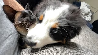 Our Bernese thought the Siamese was her mum [upl. by Selym710]