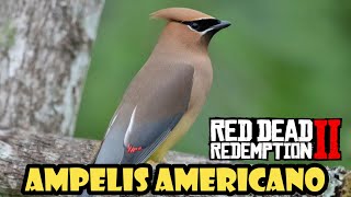 Donde encontrar el AMPELIS AMERICANO en Red Dead Redemption 2✔️ [upl. by Llerrut]