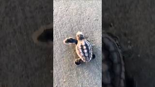 Little steps tortoise survival wildlife animals [upl. by Malia]