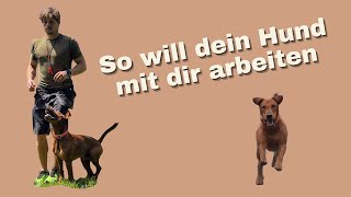 Positiver TRAININGSAUFBAU und KONDITIONIERUNG im Hundetraining [upl. by Geraldine]