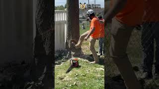 Hickory Tree Removal By Fences This One Was Tough treecutting video husqvarna arborist [upl. by Notwen]