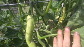 Zucchino Rampicante summer squash [upl. by Mosa]