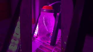 Hatching Brine Shrimp [upl. by Orlosky]