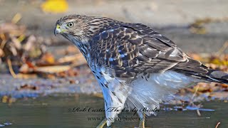 Accipiter cooperii COOPERS HAWK closeup then ready to bathe 9085162 [upl. by Kelci938]