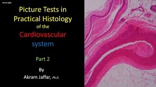 Picture tests in histology of the cardiovascular system 2 [upl. by Llehsim]