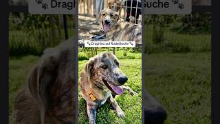 Tierschutzhund Draghino auf RudelSuche tierschutz hundeleben doglover [upl. by Telimay496]