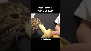 What Wont This Cat Eat [upl. by Reggis]