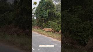 Tigers are roaring cross the road in jungle 😀 wildlife shorts [upl. by Fowle]