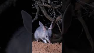 Celebrating Australias ecosystem engineer  the Bilby [upl. by Coheman166]