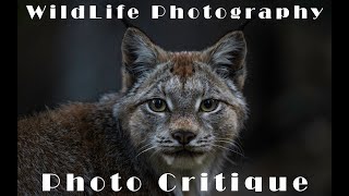 Dissecting My WILDLIFE Photography  Critiquing Your Own Images [upl. by Valida]