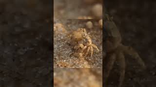 Sand bubbler crab facts [upl. by Mahsih]