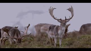 Petworth Park Deer January 2024 [upl. by Lilli]