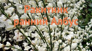 Ракитник ранний Албус cytisus praecox albus 🌿 Албус обзор как сажать саженцы ракитника Албус [upl. by Eldin]