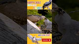 harpy eagle hunts down a monkey shorts amazingfacts [upl. by Benito770]