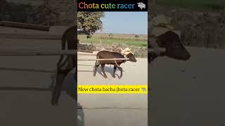 New Racer chota jhota 🐃 viral viralvideo dairyfarm farmersprotest farmers khetibadi kheti [upl. by Alexis]