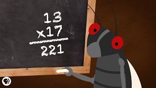 Why Are Cicadas So Good At Math [upl. by Gherardi409]