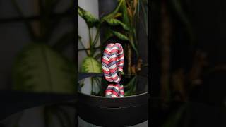 EASY Paracord Bracelet 3 COLOR FİSHTAİLPROMOTİONshortsshortshortvideoshortsvideoparacorddiy [upl. by Retsevlis781]