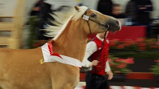 Best of Haflinger Festival Ein Fest der Tradition und Leidenschaft  Schluderns 2024 [upl. by Bruell530]