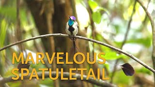 Marvelous Spatuletail [upl. by Nerrad]